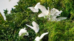 Vườn cò Bằng Lăng